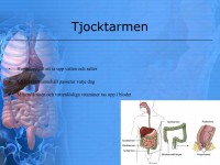 /album/tjocktarmen/a6-matspja%cc%88lkningssystemet-018-jpeg1/